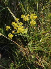 Bupleurum aureum
