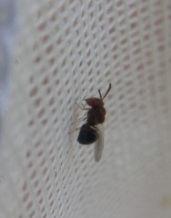 Eucharitidae