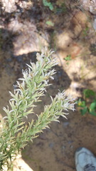 Liatris hesperelegans