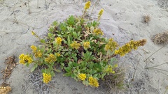 Solidago spathulata