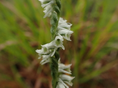 Spiranthes lacera gracilis