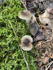 Lactarius cinereus