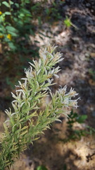 Liatris hesperelegans