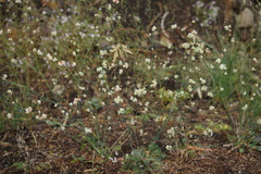 Eriogonum nudum
