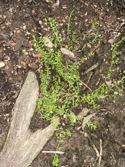 Callitriche stagnalis