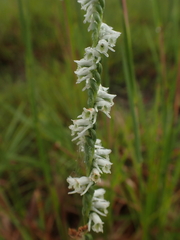 Spiranthes lacera gracilis