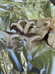 Lactarius cinereus