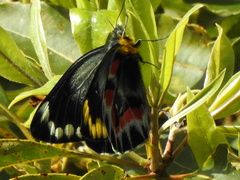Delias harpalyce