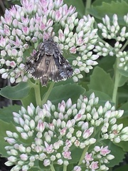 Autographa californica