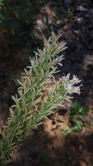 Liatris hesperelegans