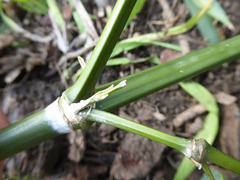 Phyllostachys nigra nigra
