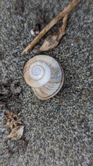 Helminthoglypta