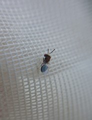 Eucharitidae