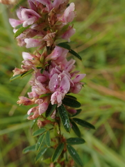 Lespedeza virginica