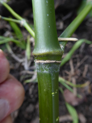 Phyllostachys nigra nigra
