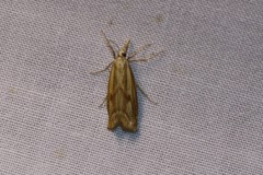 Agriphila inquinatella