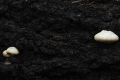 Cryptoporus volvatus