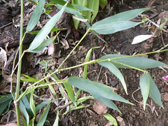 Phyllostachys nigra nigra