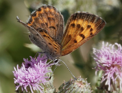 Tharsalea mariposa