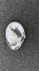 Tellinidae