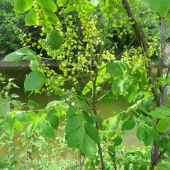 Koelreuteria paniculata