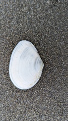 Tellinidae