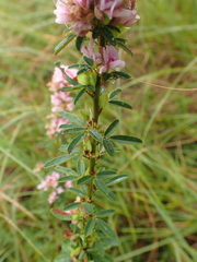Lespedeza virginica