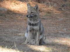 Lycalopex gymnocercus