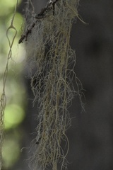 Usnea