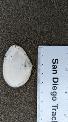 Tellinidae