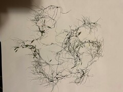 Potamogeton bicupulatus