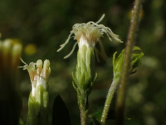 Brickellia eupatorioides