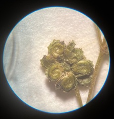 Potamogeton bicupulatus