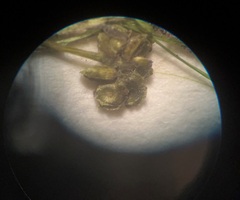 Potamogeton bicupulatus