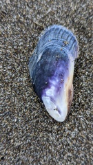 Mytilidae