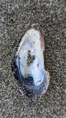 Mytilidae