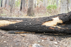 Cryptoporus volvatus