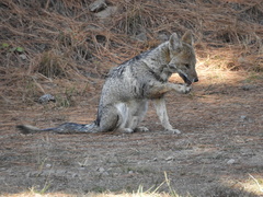 Lycalopex gymnocercus