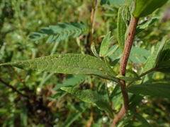Brickellia eupatorioides