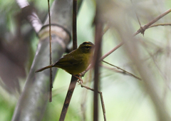 Myiothlypis bivittata