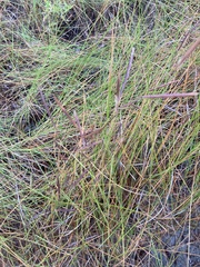 Sporobolus pumilus