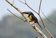 Pteroglossus castanotis