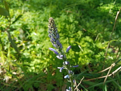 Caesia calliantha