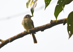 Leptopogon superciliaris