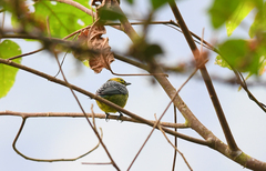 Ixothraupis xanthogastra