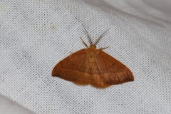 Watsonalla cultraria