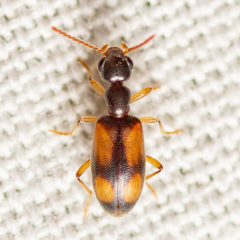 Anthicidae