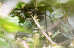 Lepidothrix coeruleocapilla