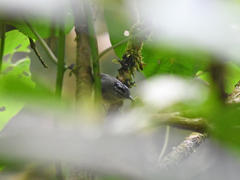 Herpsilochmus axillaris