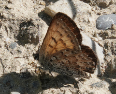 Tharsalea mariposa